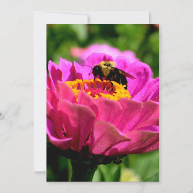 Rosa Zinnie mit Hummeln, rosa Blume, niedliche Bie Einladung (Vorderseite)