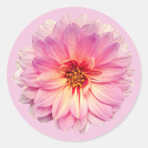 Rosa Zinnienblüte Runder Aufkleber