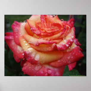 Rosa, zum der Regenbogen-Rose gelb zu färben Poster