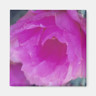 Rosafarbene Igelkaktusblüte (Echinocereus Magnet