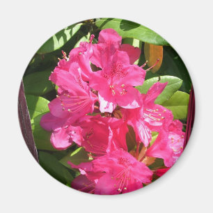 rosafarbene Rhododendren Magnet