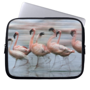 Rosaflamingos in Bewegung, Phoenicopterus Laptopschutzhülle