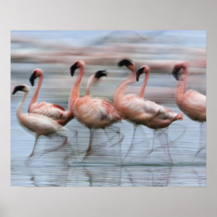 Rosaflamingos in Bewegung, Phoenicopterus Poster