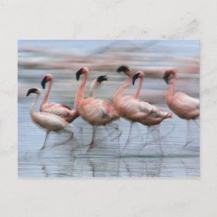 Rosaflamingos in Bewegung, Phoenicopterus Postkarte