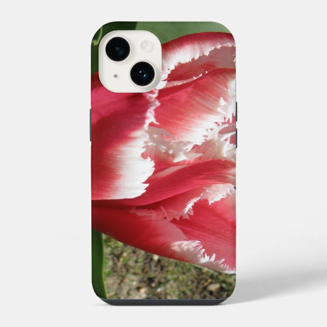 Rosafranste Tulpe iPhone Hülle (Rückseite)
