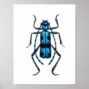 Rosalia Alpina Käfer Poster