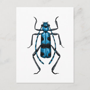 Rosalia Alpina Käfer Postkarte