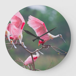 Rosalöffler (Ajaia Ajaja) bei der Landung Große Wanduhr