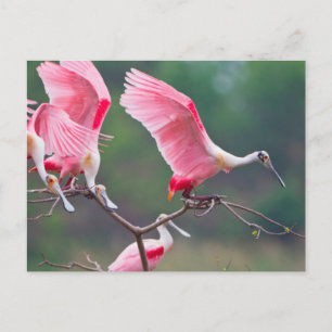 Rosalöffler (Ajaia Ajaja) bei der Landung Postkarte