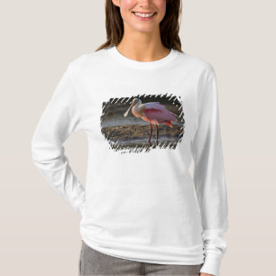 Rosalöffler, Ajaia ajaja, Ding Darling T-Shirt