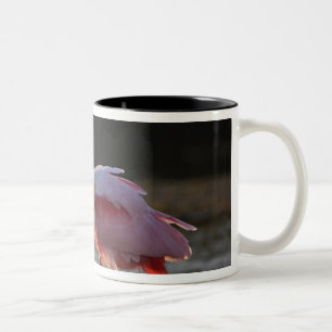 Rosalöffler, Ajaia ajaja, Ding Darling Zweifarbige Tasse