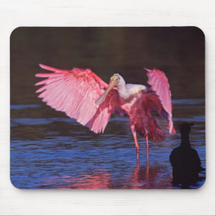 Rosalöffler (Ajaia ajaja) mit Kormoran Mousepad