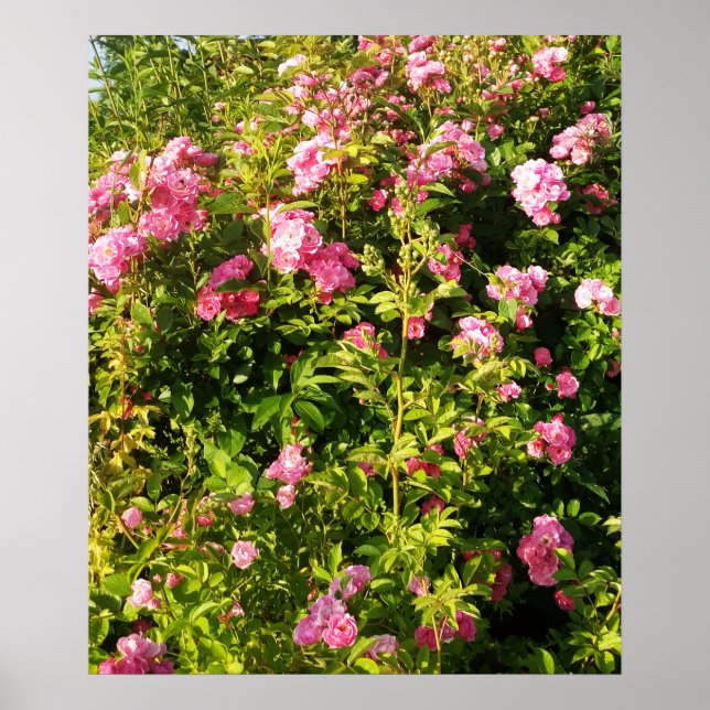 Rosarium Poster (Vorne)