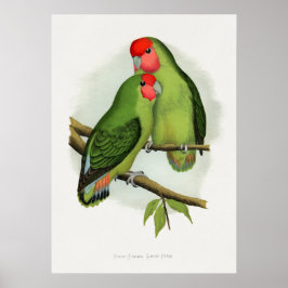 Rosaroter Liebe-Bird (Agapornis roseiolis) Poster