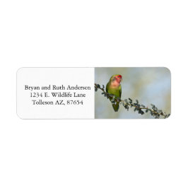 Rosaroter Liebesvogel auf dem Zweig