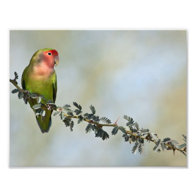 Rosaroter Liebesvogel auf dem Zweig Fotodruck (Vorne)