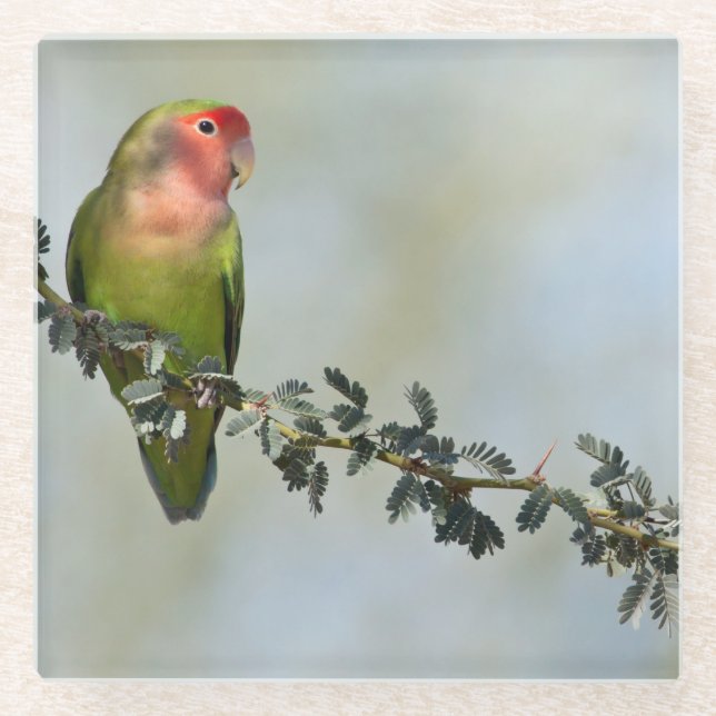 Rosaroter Liebesvogel auf dem Zweig Glasuntersetzer (Vorderseite)