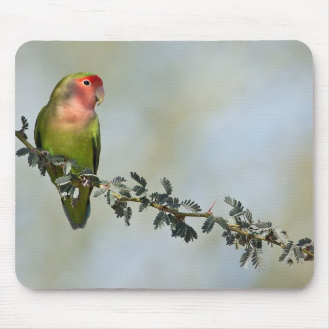 Rosaroter Liebesvogel auf dem Zweig Mousepad (Vorne)