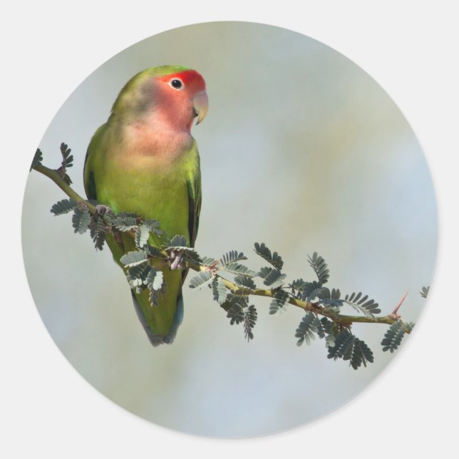 Rosaroter Liebesvogel auf dem Zweig Runder Aufkleber (Vorderseite)