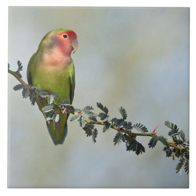 Rosaroter Liebesvogel auf einem Ast-Foto Fliese (Vorderseite)