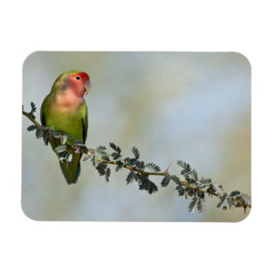 Rosaroter Liebesvogel auf einem Ast. Magnet
