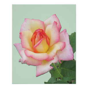 Rosatöne Hybrid-Teerose Peace Rose    Poster