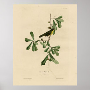 Roscoes Gelbkehle, Audubons Vögel von Amerika Poster