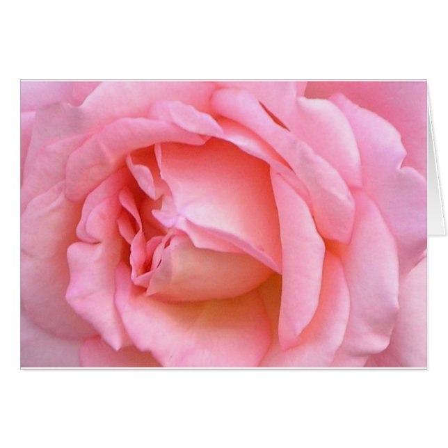 ROSE (Vorderseite (Horizontal))