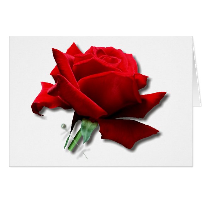 Rose (Devant horizontal)