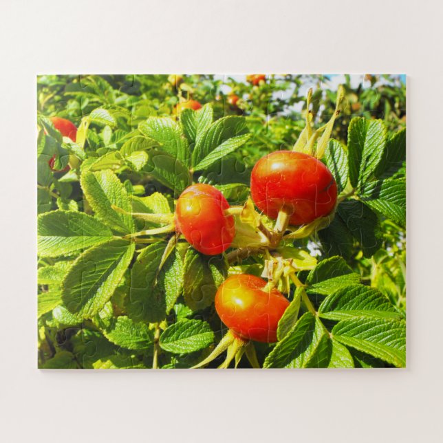 Rose (Horizontal)