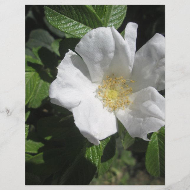 Rose (Vorderseite)