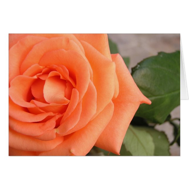 Rose (Vorderseite (Horizontal))