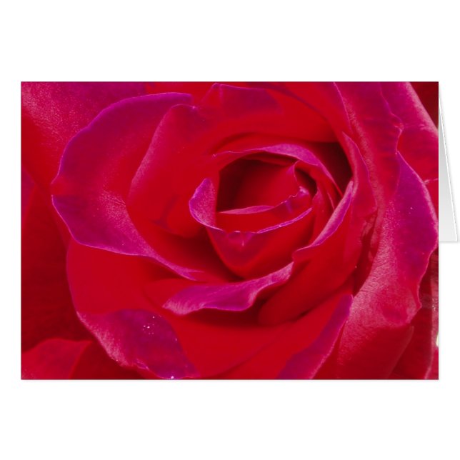 Rose (Vorderseite (Horizontal))
