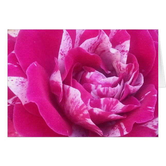 Rose (Devant horizontal)