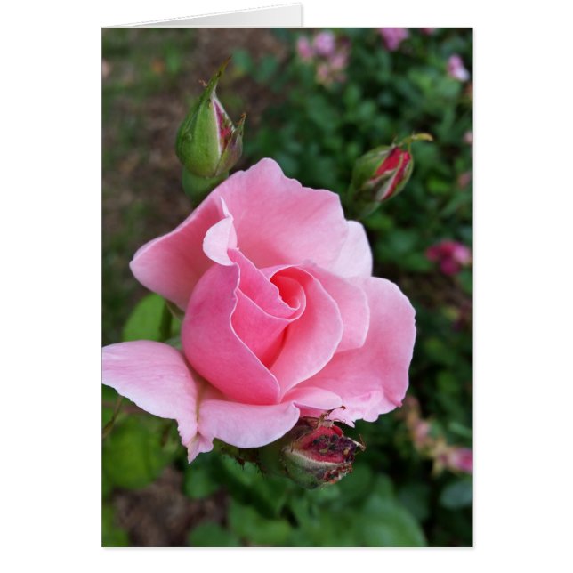rose (Devant)