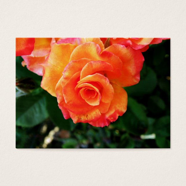 rose (Devant)