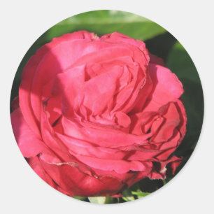 Rose 097 Fräulein-All-Amerikanisch Beauty Hybrid Runder Aufkleber