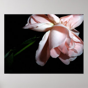 Rose 16x12 poster