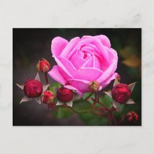 Rose 1-2 Postkarte des Bischofs