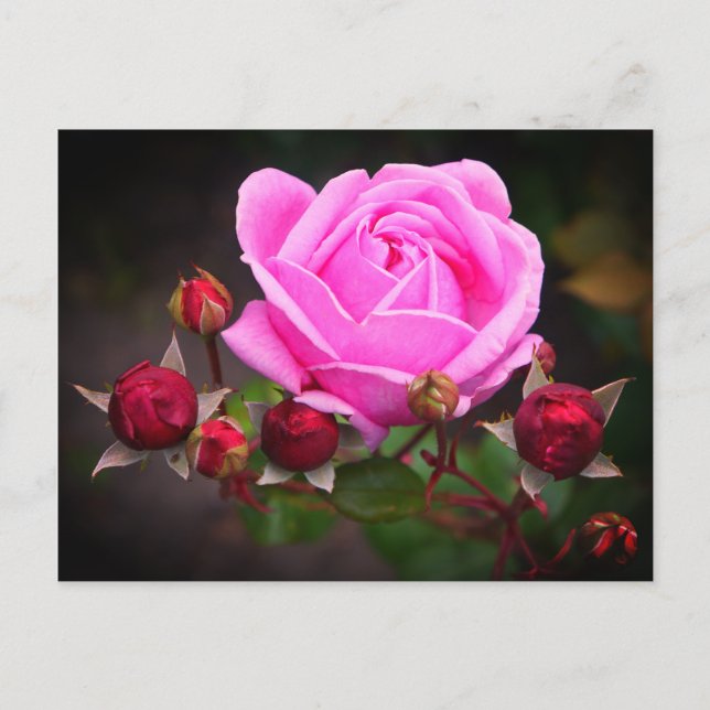 Rose 1-2 Postkarte des Bischofs (Vorderseite)