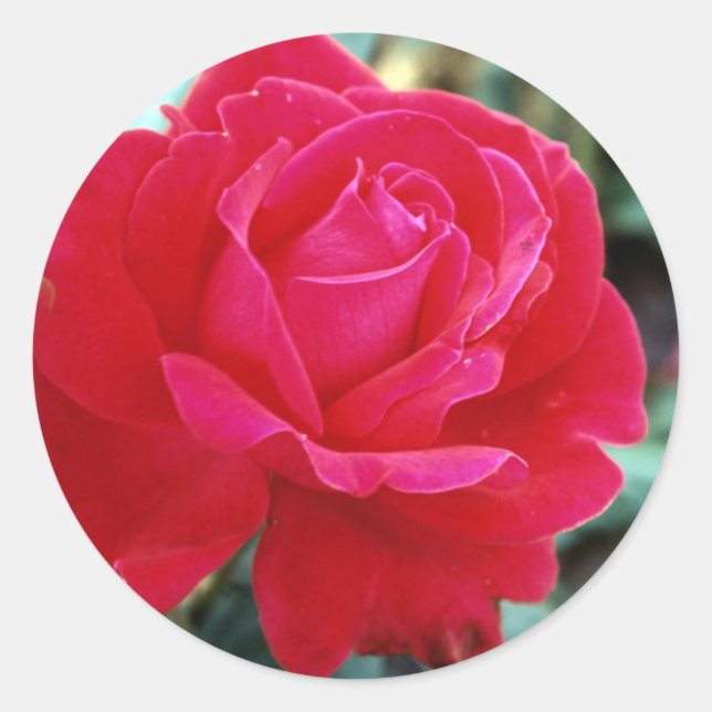Rose 258 runder aufkleber (Vorderseite)