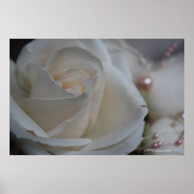 ROSE 6 POSTER (Vorne)