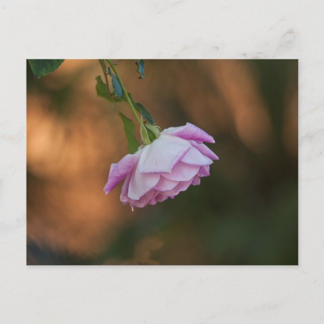 Rose am Morgen Postkarte (Vorderseite)