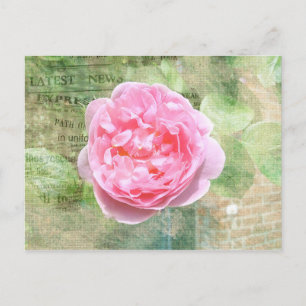 Rose an der Wand Postkarte
