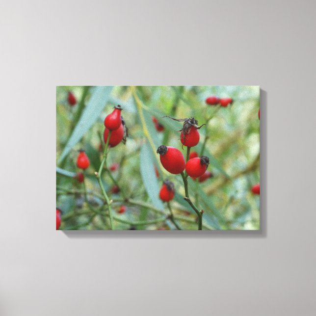 Rose angesagt Herbst Phto Stretched Canvas Print Leinwanddruck (Vorderseite)