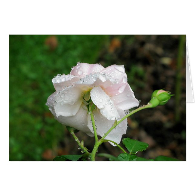 Rose antique 2 (Devant horizontal)