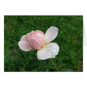 Rose antique 3