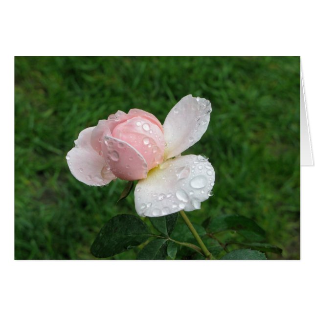 Rose antique 3 (Devant horizontal)