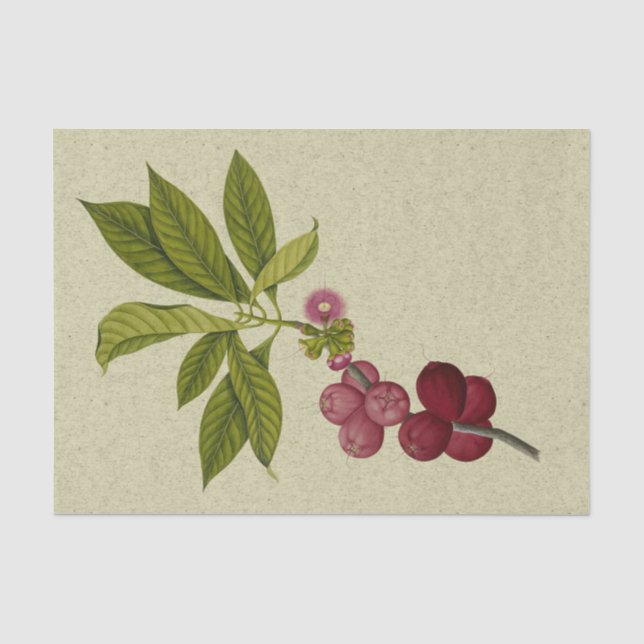 Rose Apple botanischer Ausdruck Seidenpapier (Vorderseite)