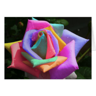 Rose arc-en-ciel psychédélique